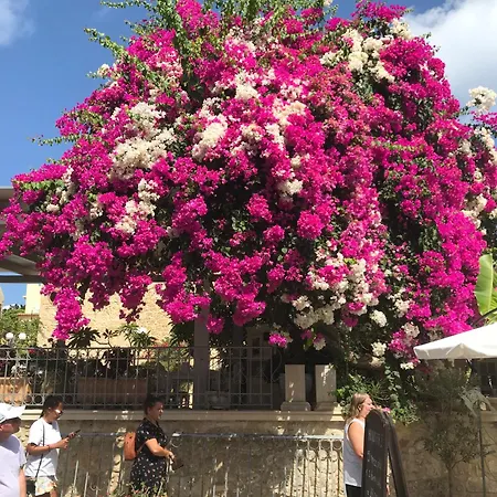 Eleni מלון דירות הרסוניסוס